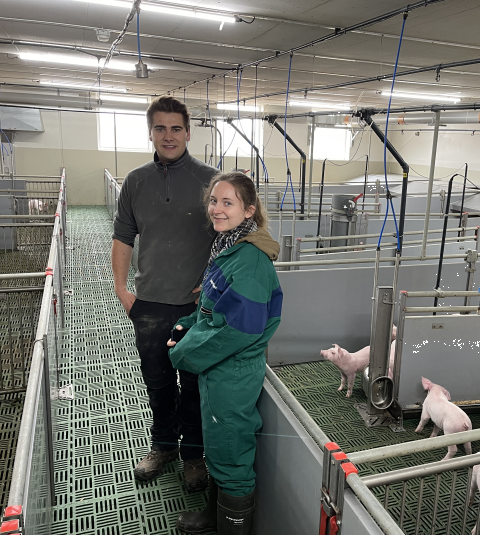 Hitzestress beim Schwein