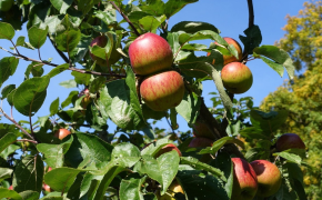Energie, Natur und Umwelt - Streuobst
