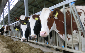 LEL-Maps - Tierische Erzeugung