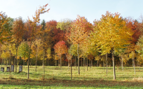 Pflanzliche Erzeugung - Sonstige Kulturen