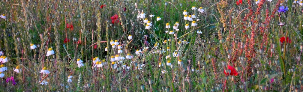 Klatschmohn, Rittersporn, Geruchlose Kamille u .a. auf artenreichem Ackerwildkrautacker