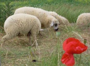 Biodiversität; Wiese, Weide, Klatschmohn