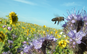 Förderung und Ausgleichsleistungen - FAKT
