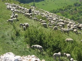 Schafherde mit Schäfer und Hunden bei der Landschaftpflege