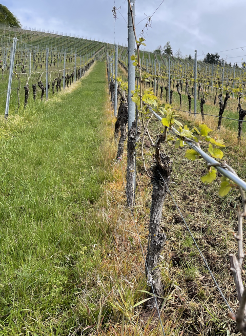Weinberg