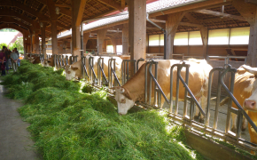Ökologische Landwirtschaft - Tierische Erzeugung