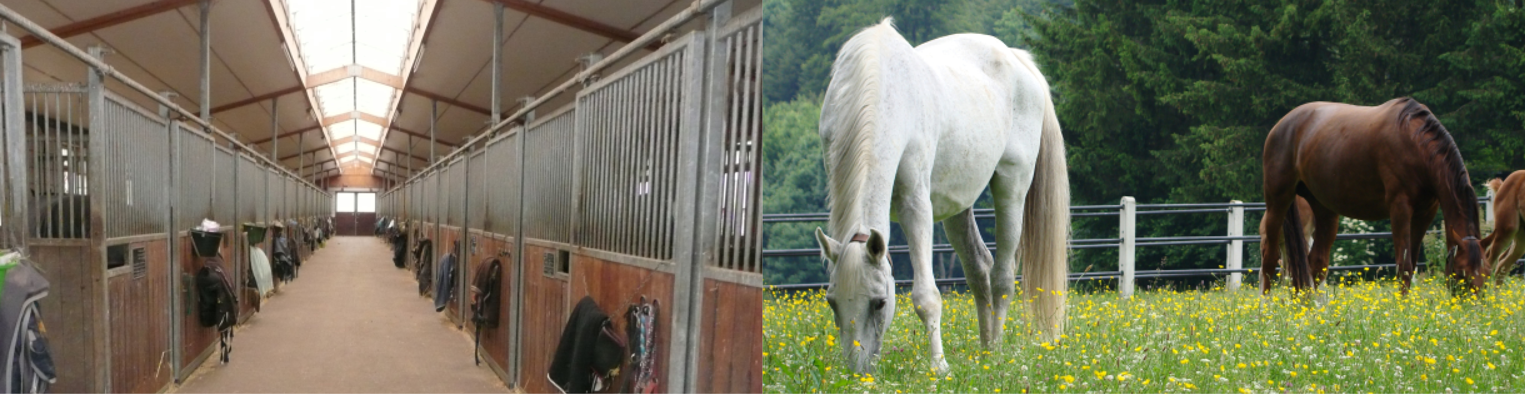 Zwei Bilder: Stallgasse Boxenstall und Zuchtstuten auf Koppel