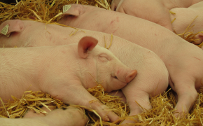 Tierische Erzeugung - Schweine