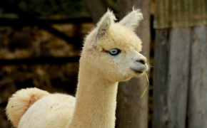 Tierische Erzeugung - sonstige Tierarten