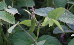 Pflanzliche Erzeugung - Eiweißpflanzen