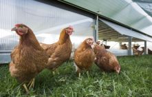 Bild: Mobiler Hühnerstall - Jan Potente/MLR