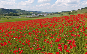 Ökologische Landwirtschaft - Pflanzliche Erzeugung