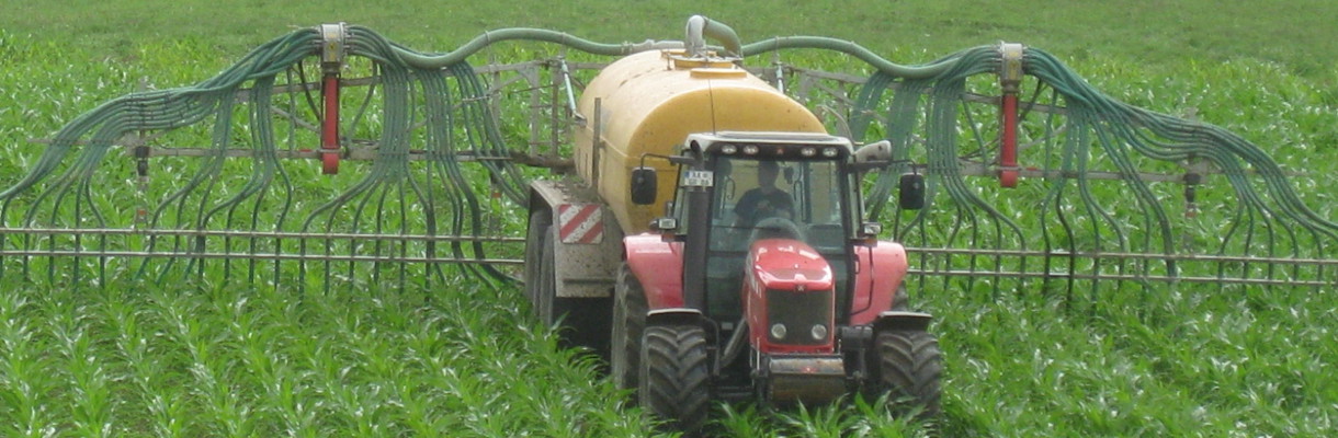Schlepper mit Güllefass und Schleppschläuchen im Maisfeld