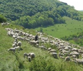Schäfer am Teckberg bei Kirchheim/Teck